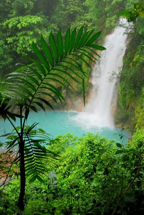 tropical rain forest images  pinterest tropical rain