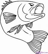 Coloring Fish Bass Pages Popular sketch template