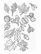 Coloring Leaves Pages Trees Popular Coloringhome Printable sketch template