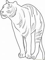 Coloring Tiger Wild Pages Coloringpages101 sketch template