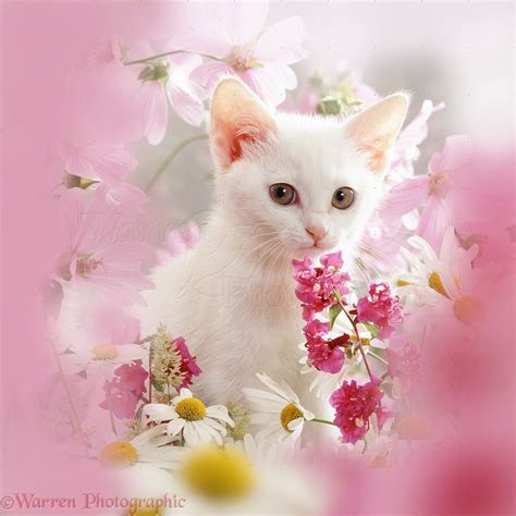 pink and white flowers wp08965 portrait of white thisbe kitten among