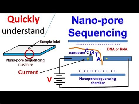 nanopore sequencing youtube