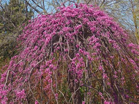 weeping redbud info   grow  lavender twist redbud tree