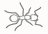Fourmi Ant Coloriages Colorier sketch template
