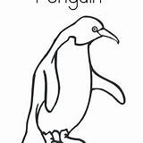 Penguin Drawing Coloring Humboldt Realistic Rockhopper Color Kids sketch template