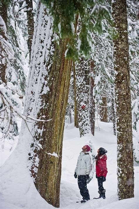 snowshoe tours canadian wilderness adventures whistler bc