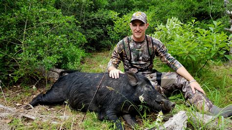 texas hog hunting bowhuntingcom