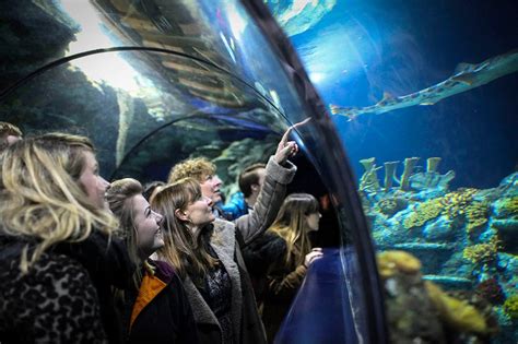 bristol aquarium  lets travel