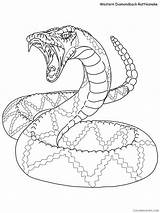 Rattle Coloring Rattlesnake sketch template