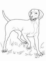 Vizsla sketch template