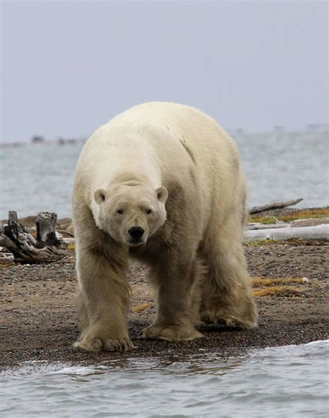 polar bear viewing  places   world arctic wild