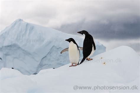 adelie penguins   iceberg  antarctica