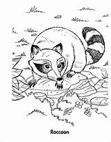 Raccoon Racoon Kolorowanki Szopy Coloringtop Coloringbay Racoons Termites Coloringme Perch sketch template