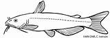 Coloring Pages Catfish sketch template