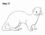 Ferret Frettchen Draw Ferrets Awwthings Hurones How2drawanimals sketch template