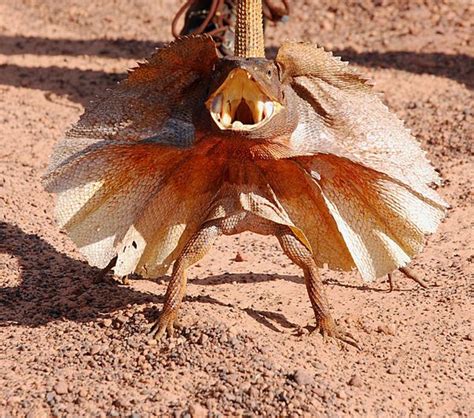 frilled lizard frilled lizard lizard animals