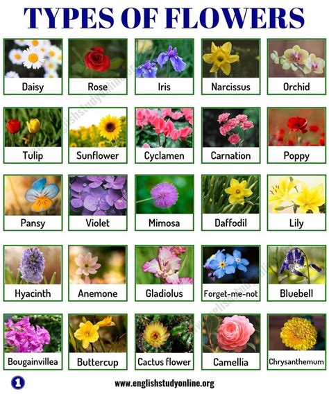 types  flowers list   popular flowers names   meaning