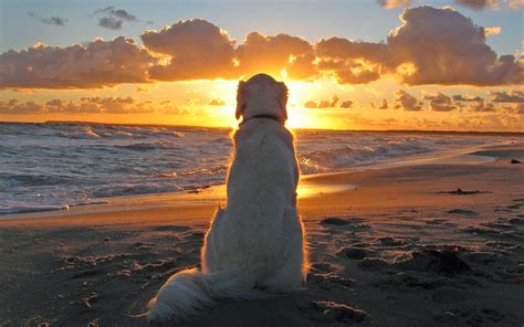 hond aan zee bij zonsondergang hd wallpapers