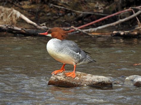 common merganser idaho birds