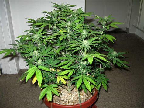 male vs female cannabis plants grow weed easy