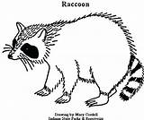 Raccoon Coloring Getdrawings sketch template