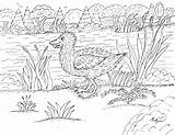 Quack Coloring Pages Robin Great sketch template