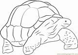 Turtle Coloringpages101 sketch template