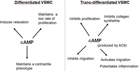 role  cyclic   adenosine monophosphate camp  differentiated  trans