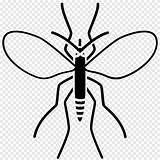 Nyamuk Insect Mosquito Mewarnai Infection Terupdate Sangue Creeping Paud Zanzara sketch template