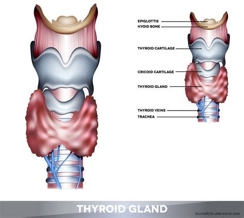 signs  thyroid problems thyroid disorder beliefnet