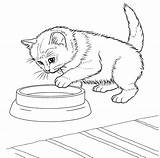 Kitten Coloring Pages Javanese Baby Cat Cats Choose Board K5worksheets sketch template