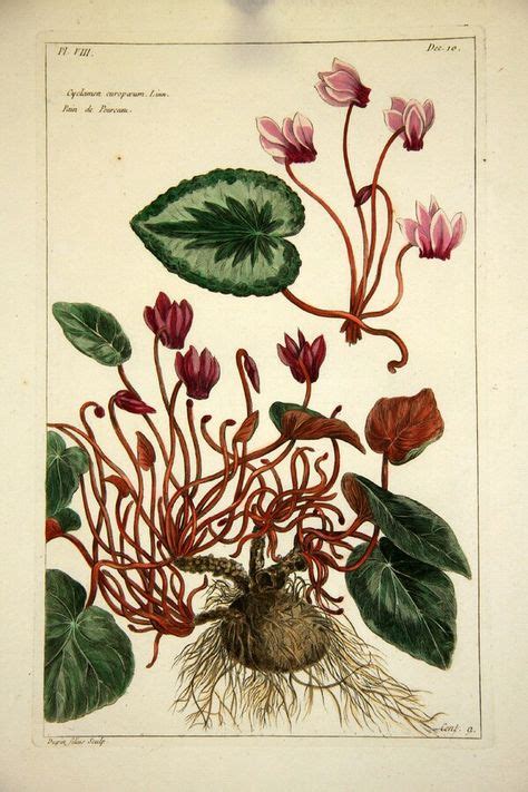 botanical prints images  pinterest   botany