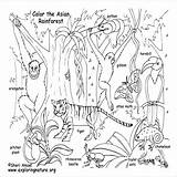 Coloring Pages Animal Habitat Habitats Animals Getcolorings Kids Colo Rainforest Their Info sketch template
