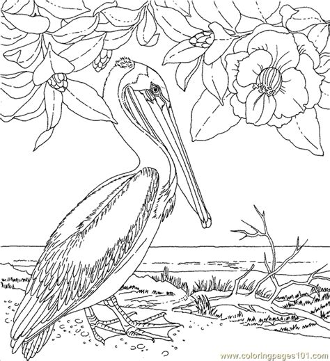 state birds  flowers coloring pages coloringpages