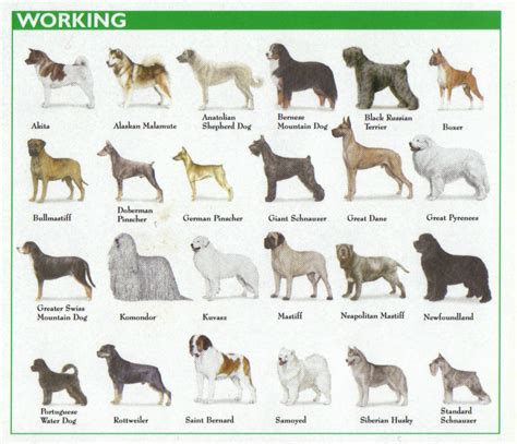 types  dogs   examples  forms