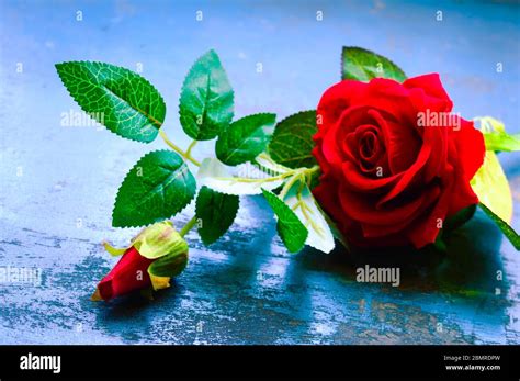 red rose flower  rustic floor nature  life love romantic