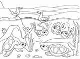 Wetland Coloring Animals Vector Adults Landscape Drawing Turtles Book Illustration Preview Getdrawings sketch template