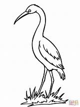 Coloring Crane Stork Bird Drawing Storks Clipart Sandhill Getdrawings Library Popular sketch template