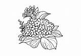 Coloring Flower Adults Hydrangea Illustration Stock sketch template