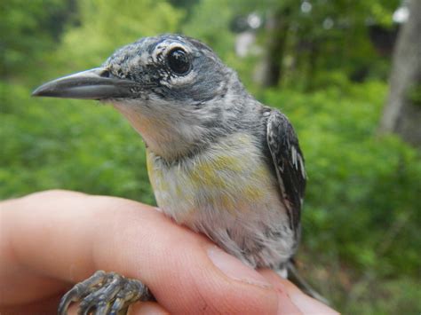 bird species spotted  northeast ohio wosu radio