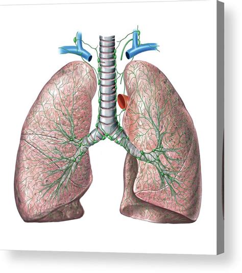 Lung Anatomy Acrylic Print By Asklepios Medical Atlas The Best Porn