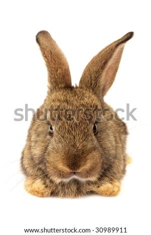 rabbit face stock  images pictures shutterstock