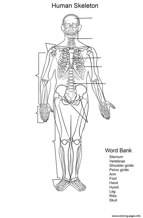 human skeleton worksheet coloring page printable