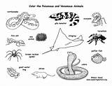 Animals Poisonous Coloring Venomous Adaptation Exploringnature Pages Animal Desert Color Adaptations Do Body Pdf Help Their Blend Spider Nature Any sketch template