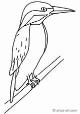 Eisvogel Kingfisher Malvorlage Ausmalbild Artus Ausdrucken Malvorlagen Gratis Pinguin Bunt Lowe Downloaden sketch template