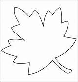 Leaves Sycamore sketch template