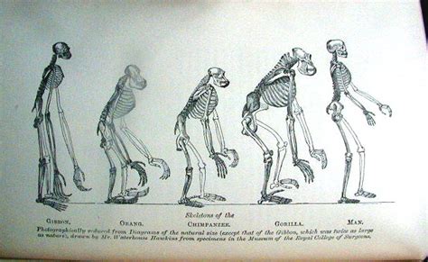 The Descent Of Man Charles Darwin Associationregulations