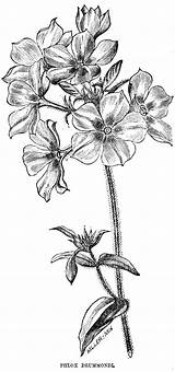 Phlox Flowers Vintage Drawing Two Horticultural 1853 Flower Drawings Tuesday Digital Posted Choose Board Botanical Visit Catalog Cora Magazine sketch template