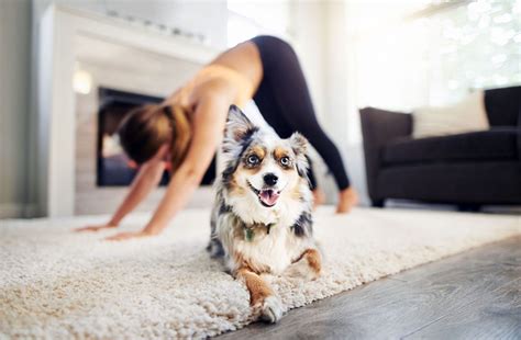 doga  benefits   yoga   dog daily paws