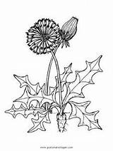 Pusteblume Blumen Dandelion Malvorlage Herbs Besök Ausmalen sketch template